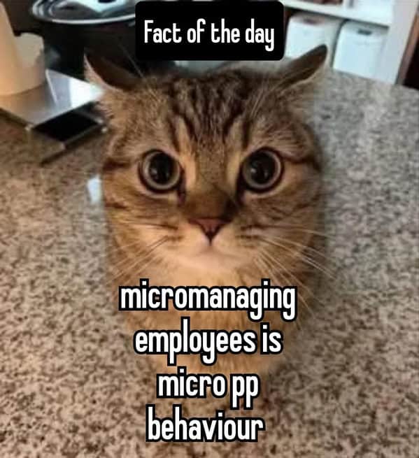Cute cat with large eyes on a countertop highlighting workplace micromanagement humor.
