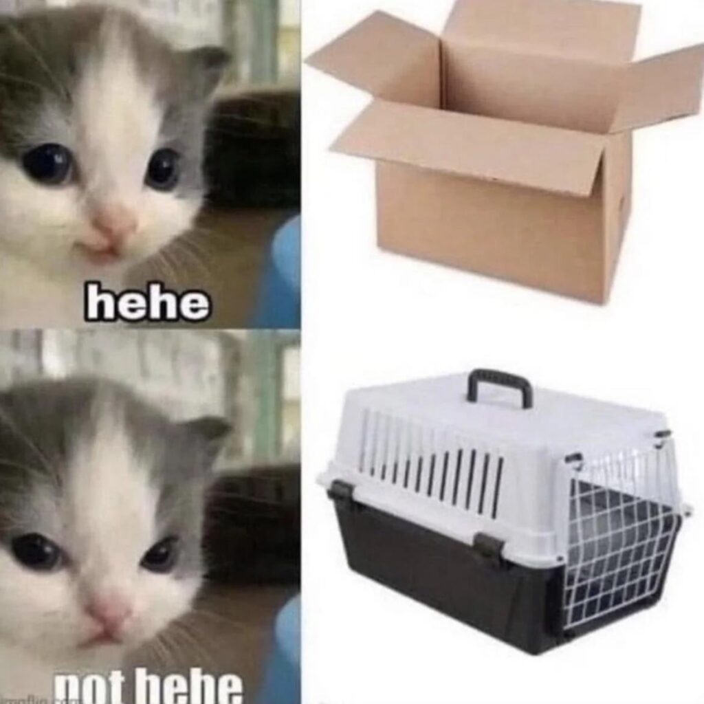 Funny cat meme showing playful mood shift from box fun to carrier dislike.