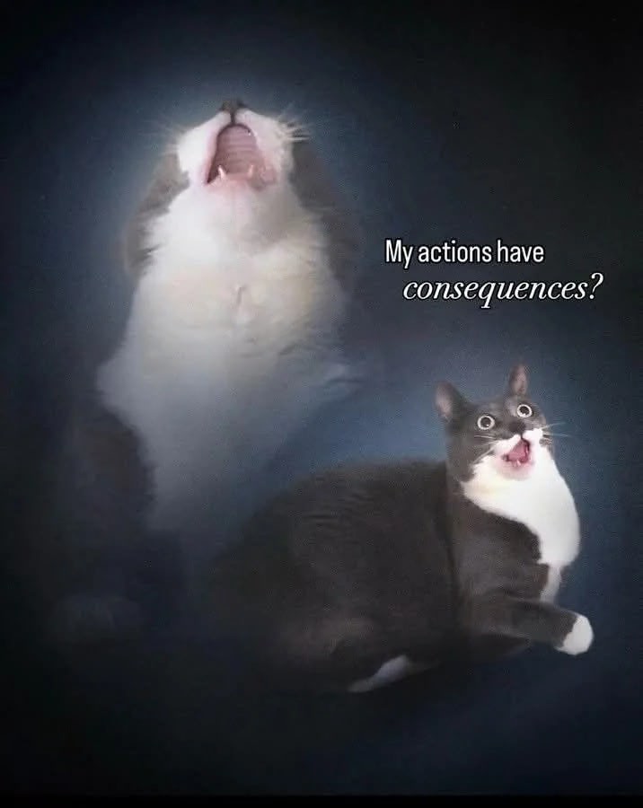 Funny cat reaction with open-mouth white cat and surprised gray cat captioned My actions have consequences?