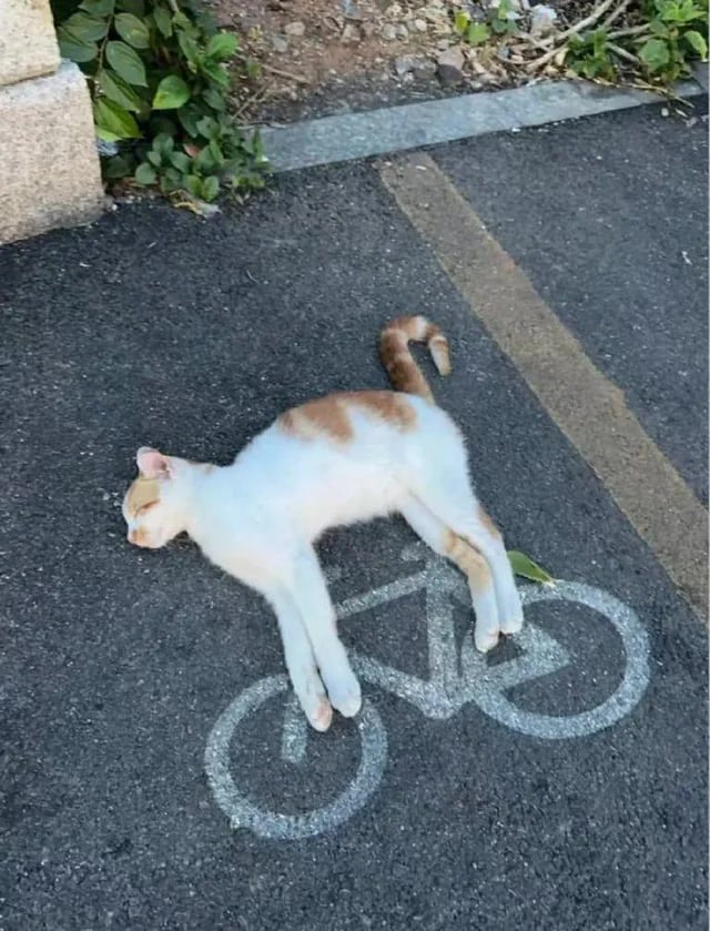 Relaxing white and orange cat lying on pavement next to painted bicycle icon in outdoor setting.