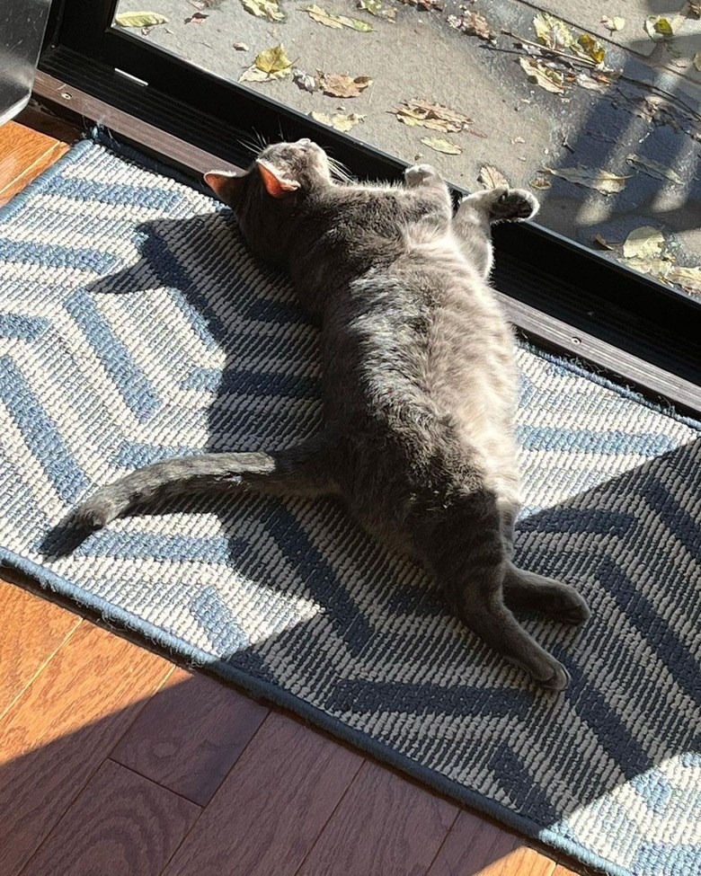 Relaxed gray cat lounging on geometric rug by sunny glass door.