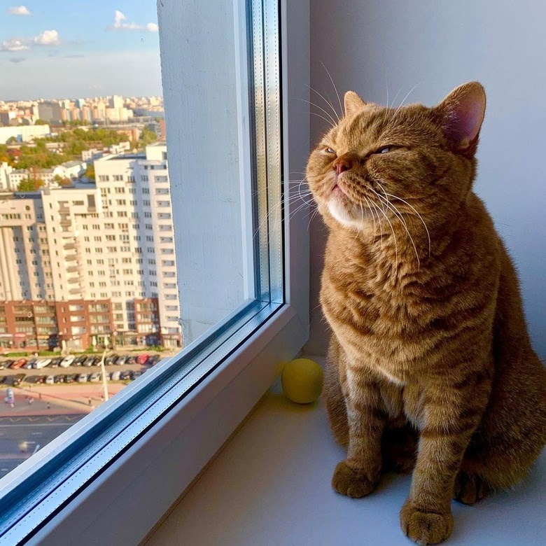 Fluffy orange cat relaxing by window with cityscape view and sunlight.