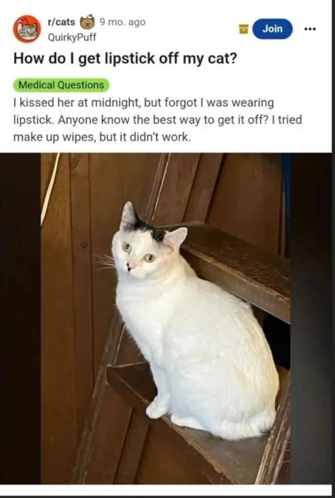 Humorous cat with lipstick, cozy home, and playful mood in a stylish setting.