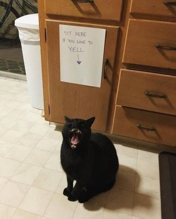 Black cat yawn by humorous kitchen sign encouraging yelling for love.
