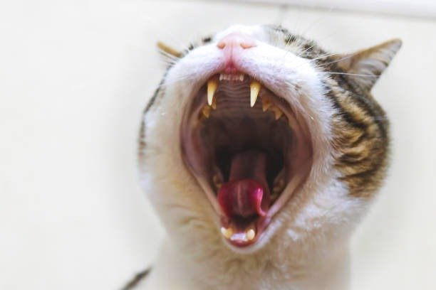 Close-up of a yawning cat showing sharp teeth and relaxed, white and striped fur.