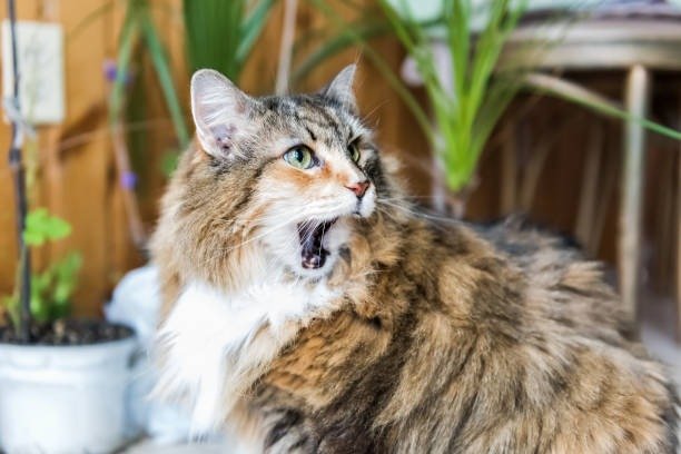 Majestic cat yawning in a cozy home with lush green plants and warm wooden background.