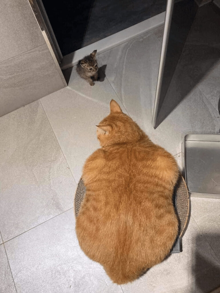 Curious gray kitten and relaxed orange cat share a cute feline moment in a modern home.
