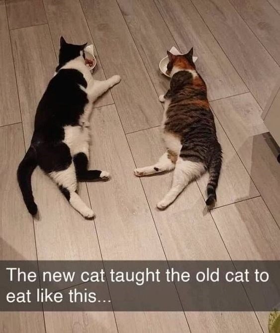Two relaxed cats sharing food bowls on wooden floor, showcasing pet friendship and playful behavior.