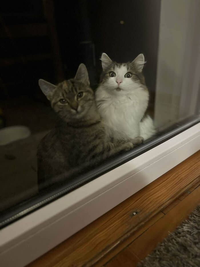 Two curious cats peering through a glass door, showcasing feline curiosity and indoor-outerworld connection.