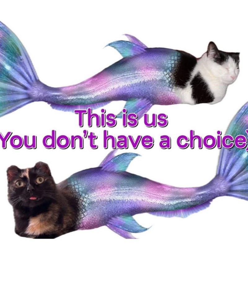 Whimsical cats as colorful mermaids with playful personalities and bold humorous message.