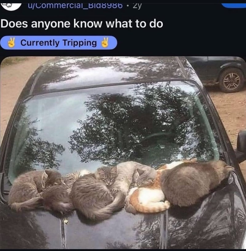 Five cats relaxing on a car hood in a peaceful outdoor rural setting.