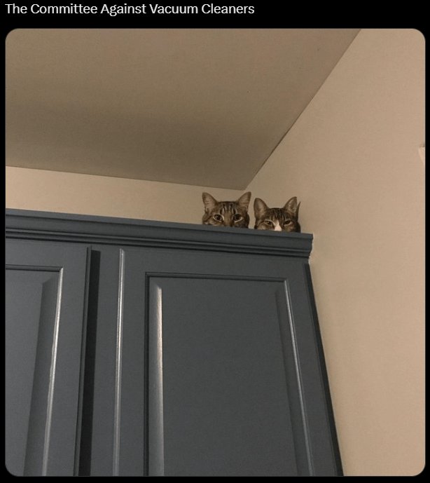 Two curious tabby cats perched on a blue kitchen cabinet, playfully protesting vacuum cleaners.