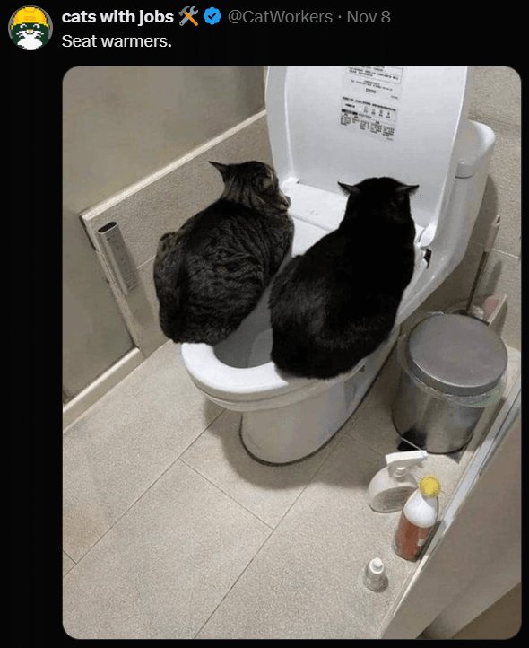 Two playful cats sitting on a toilet seat, acting as humorous seat warmers in a modern bathroom.