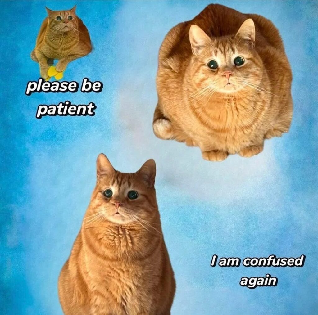 Humorous orange cat collage with playful expressions and captions, showcasing adorable, confused feline personalities.