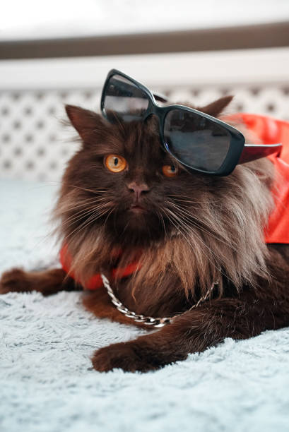 Adorable fluffy cat wearing red outfit, oversized sunglasses, and silver chain for stylish, playful look.