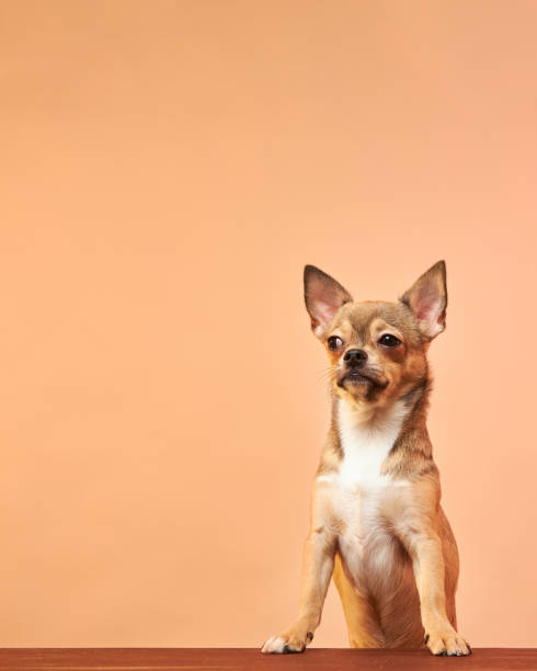 Cute Chihuahua portrait with alert ears, beautiful tan coat, and confident stance on wooden surface.