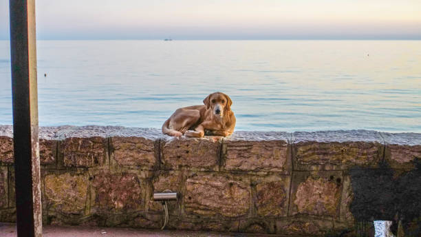 Dog resting on stone wall overlooking peaceful coastal sunrise or sunset by the lake.