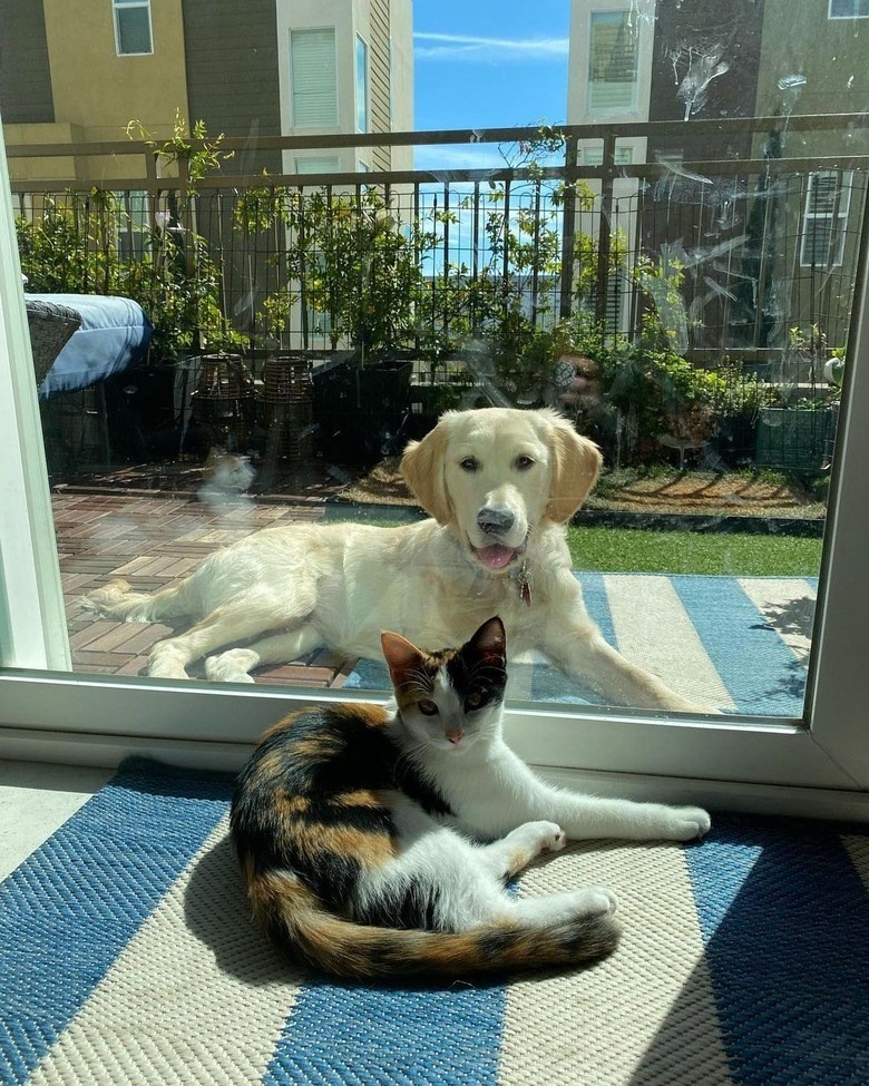Friendly cat and happy golden retriever behind glass door in outdoor garden.