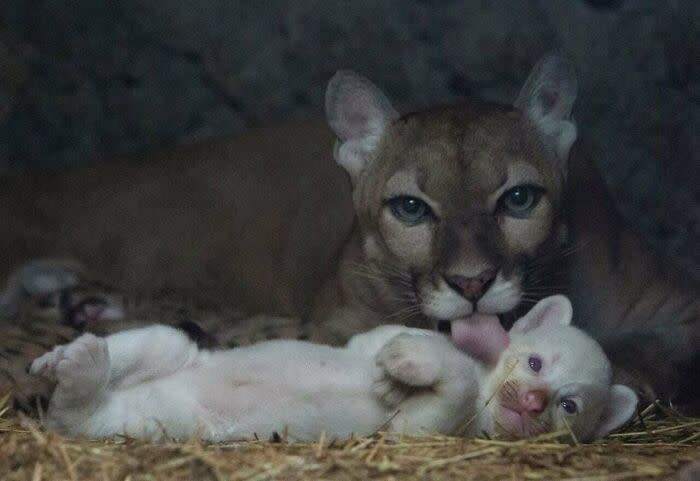 Mother cougar with her playful white cub in a cozy, sheltering natural habitat.