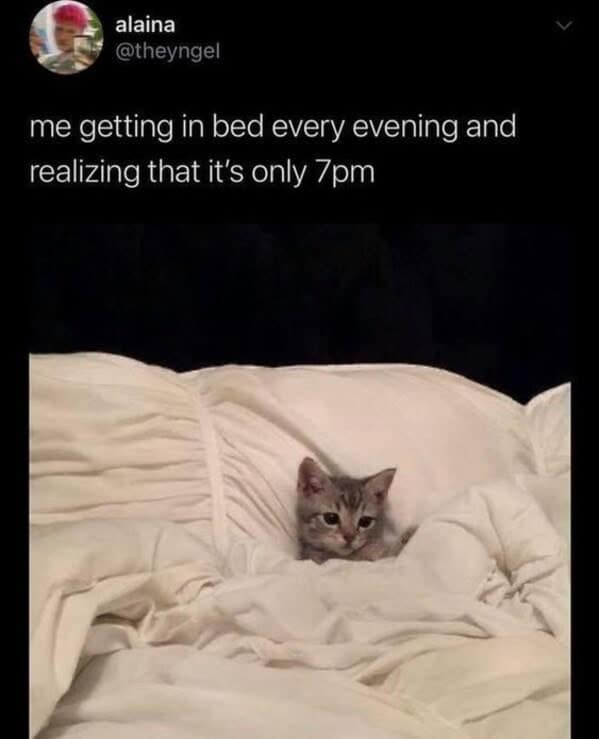 Cozy bed with playful gray kitten at 7 pm, capturing early evening relaxation and pet companionship.