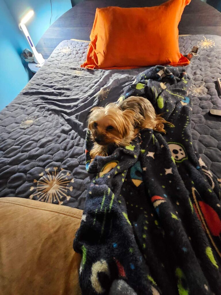 Cozy blue bedroom with dog, space-themed blanket, orange pillow, and modern bedside lamp.
