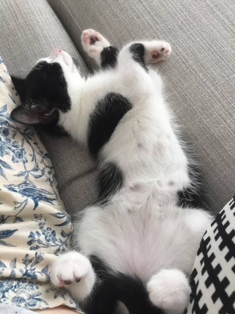 Relaxing black and white cat peacefully napping on cozy gray sofa with floral throw pillow.