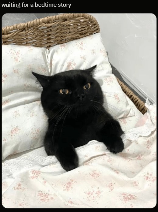 Black cat in cozy floral bed, soft blanket, and warm lighting, perfect for bedtime comfort.