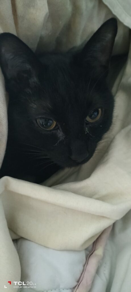 Black cat resting on soft, cozy linens with relaxed, expressive eyes and peaceful ambiance.