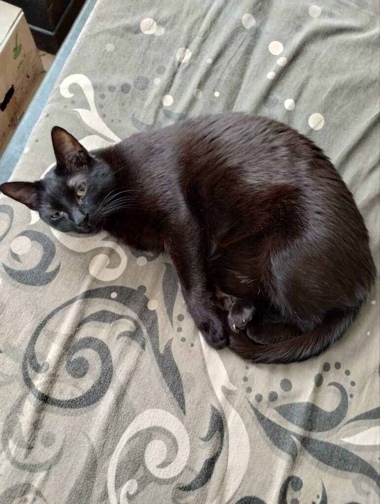 Black cat curled up on cozy patterned bedding, relaxing in a warm, domestic environment.