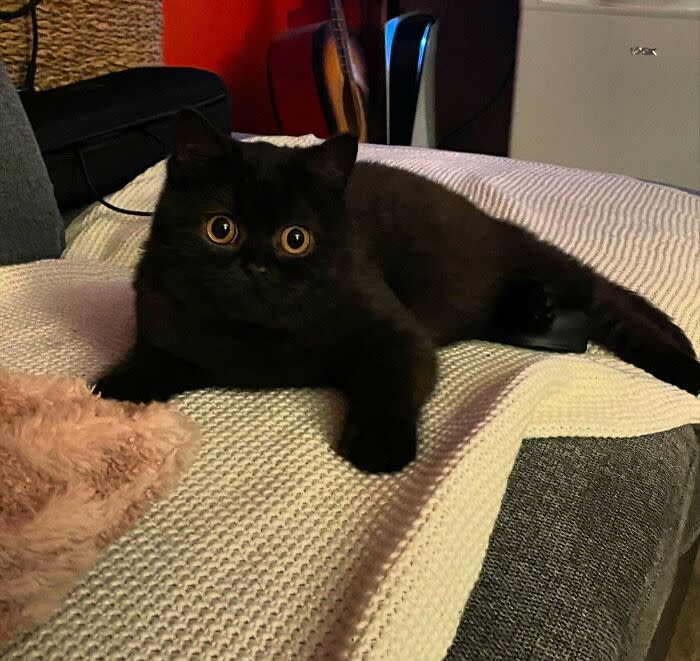 Cute black cat relaxing on cozy white knit blanket with amber eyes and a warm home setting.