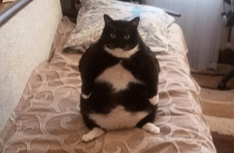 Cute black and white cat relaxing on patterned bedspread in cozy bedroom.