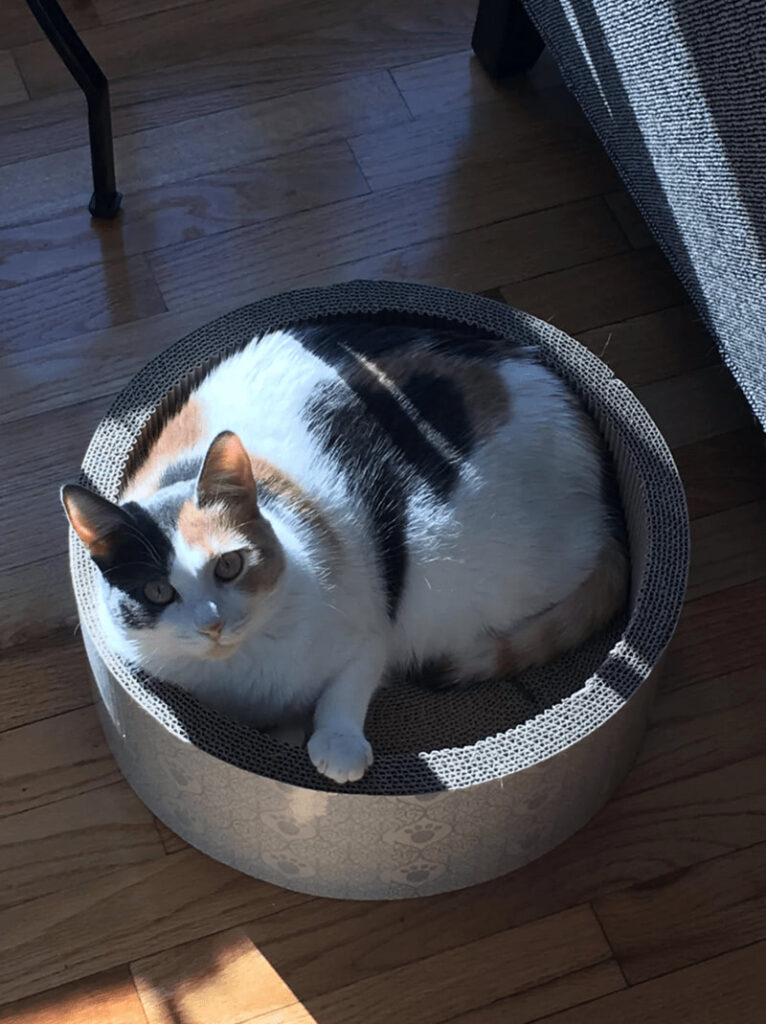 Calico cat relaxing in a cardboard scratching post next to a cozy sofa in a sunny home.