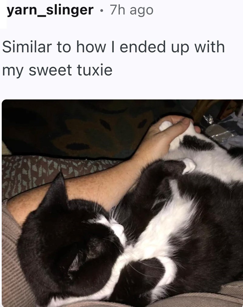 Cozy moment with a black-and-white tuxedo cat cuddling with owner in a warm, relaxed home setting.