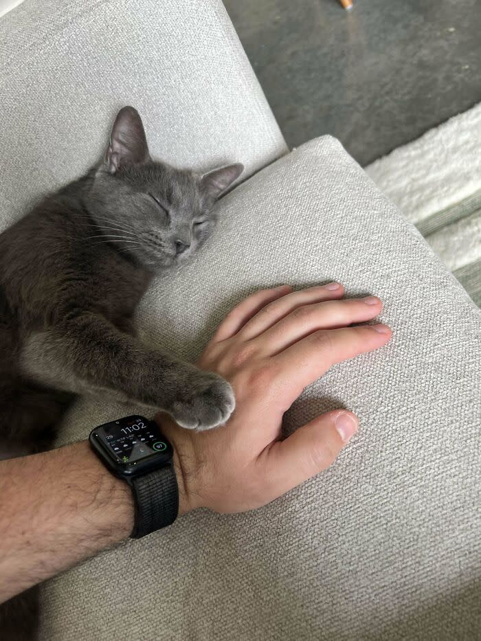 Relaxing scene of a sleeping gray cat and human hand with smartwatch on cozy sofa.