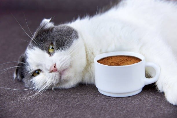 Cute Scottish Fold cat relaxing with coffee on cozy dark gray fabric.