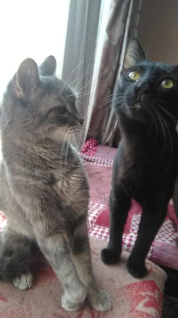 Two cozy cats, a gray tabby and a black feline, resting on a warm patterned blanket.