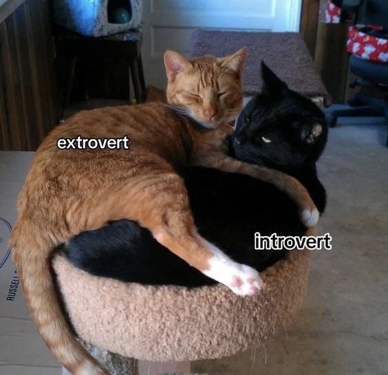 Two cats, labeled extrovert and introvert, relaxing together on a cozy plush cat bed.