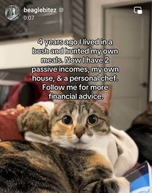 Adorable tabby cat resting on soft fabrics with humorous finance and wealth growth caption.