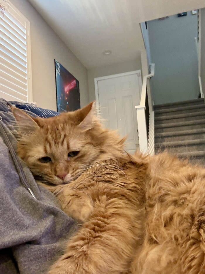 Cozy orange cat relaxing on owners lap in a warm, inviting home with natural light.