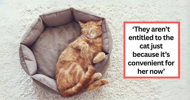 Relaxing orange tabby cat in cozy bed with inspiring quote about pet ownership and love.