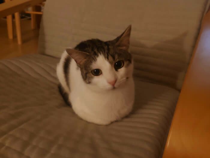 Peaceful white and gray cat resting on cozy quilted cushion in a warm home setting.