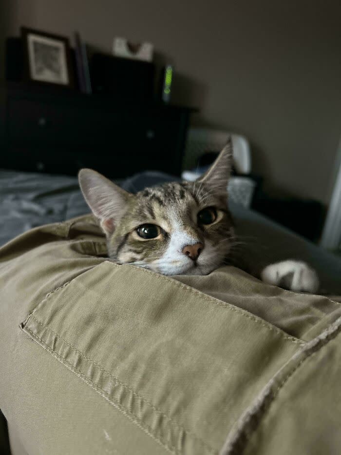 Playful tabby cat resting behind fabric in cozy home with wooden dresser and personal photos.