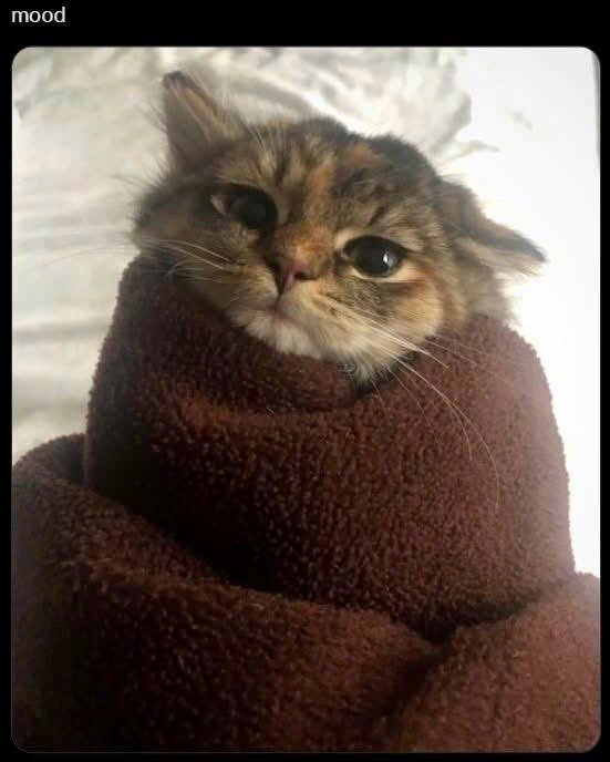 Cute tabby cat wrapped in cozy brown fleece blanket, looking relaxed and content indoors.