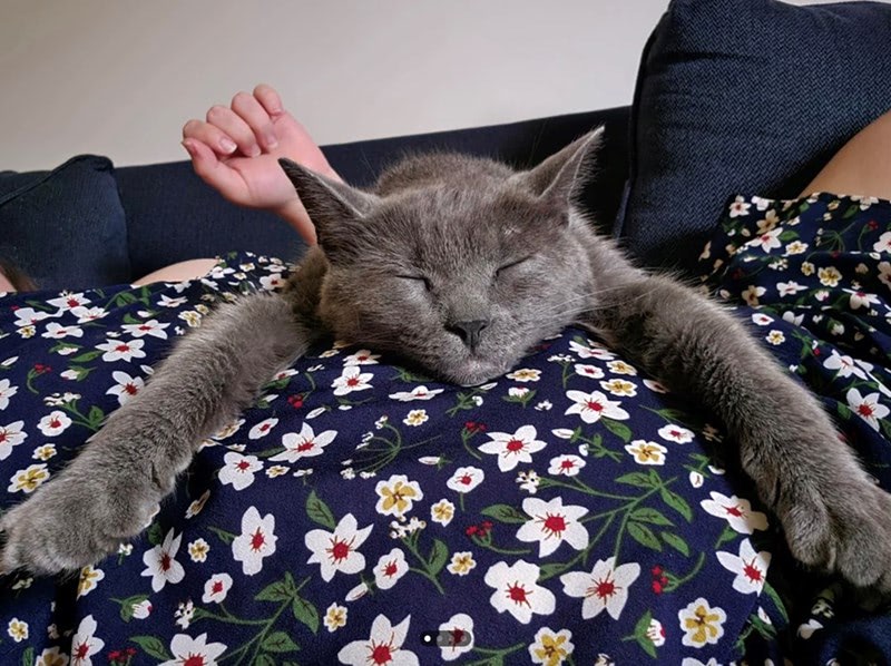 Gray cat peacefully sleeping on persons floral lap in cozy home living room.