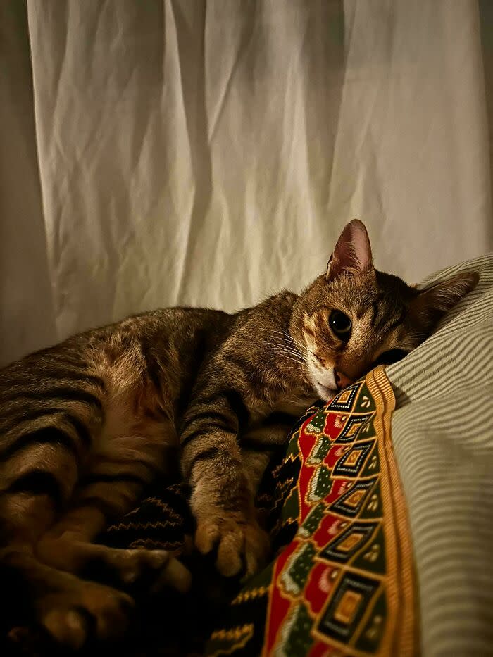 Calm tabby cat relaxing on colorful patterned pillow in cozy, peaceful home setting.