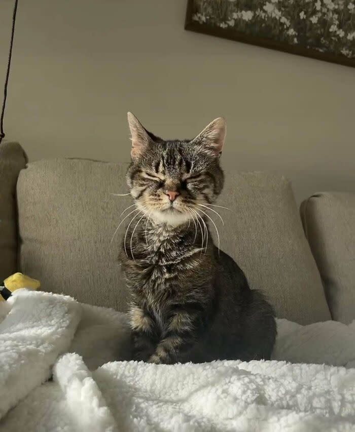 Relaxing gray tabby cat sleeping on cozy sofa with blanket and cheerful yellow toy.