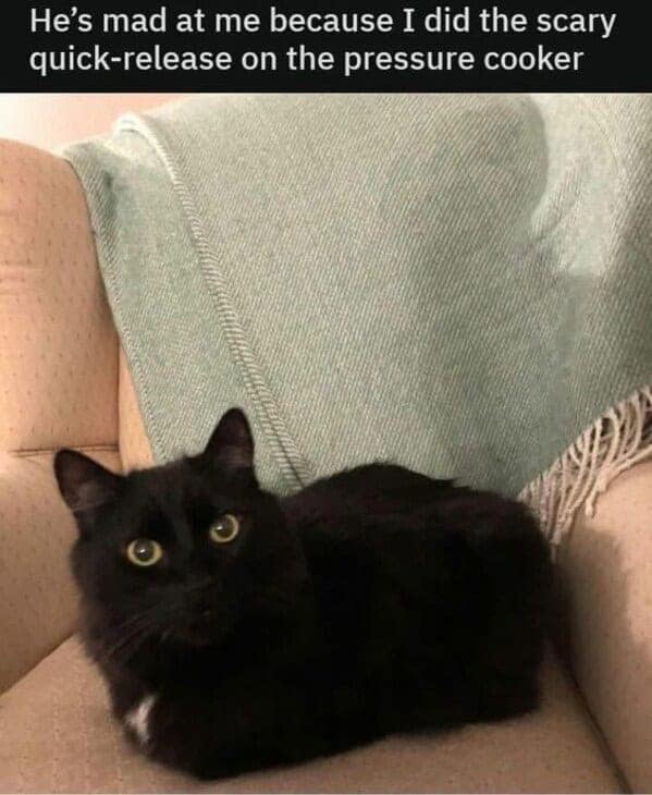 Black cat with white chest on beige armchair, looking curious near mint-green blanket, humorous pressure cooker caption.