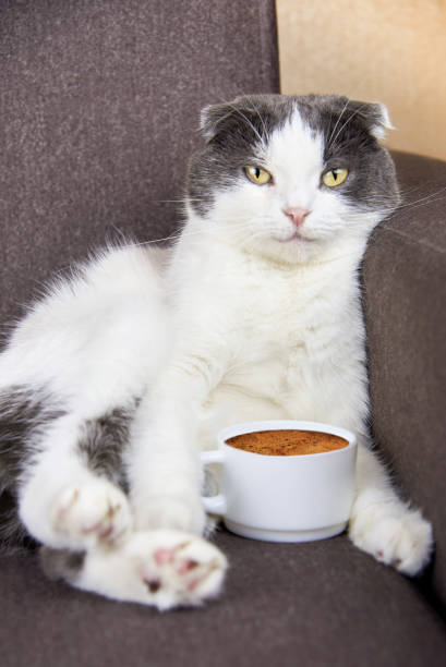 Relaxed fluffy cat lounging on a sofa next to a coffee cup in cozy home setting.