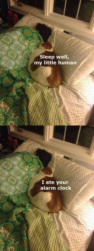 Cozy bedroom with sleeping person and playful cat under a green quilt at night.