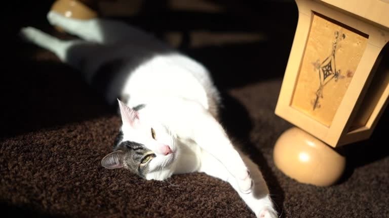 Relaxed white and gray cat basking in sunlight on cozy indoor carpet.